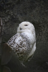 White owl sitting on wooden log