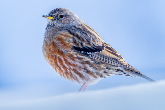 Cute brown bird isolated on white background - Powered by Adobe