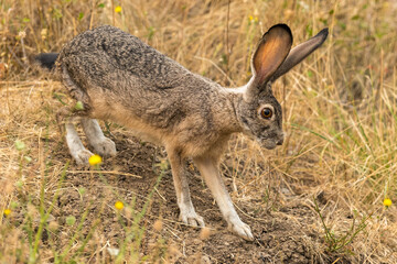 Bunny rabbit jackrabbit in the wilderness