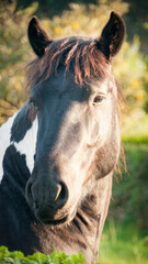 Obraz premium Retrato de caballo blanco y negro