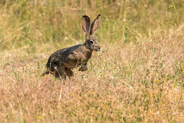 Bunny rabbit jackrabbit jumping in the wilderness © davidhoffmann.com