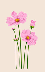 pink cosmos flowers