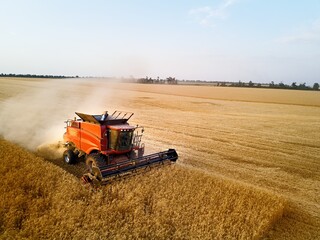 Aerial drone photo of red harvester working in wheat field on sunset. Combine harvesting machine...