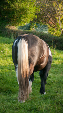 Cola blanca y  cuartos traseros de caballo negro en ladera de monte
