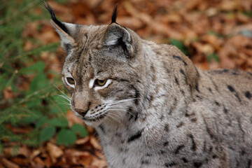 Lynx, vue de près