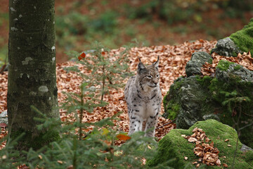 Lynx en foret