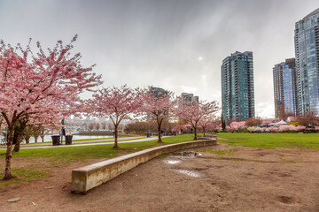 Cherry Blossom in Downtown Vancouver, British Columbia, Canada. Cloudy Rainy Day in the City.