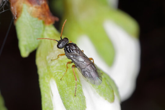 Plum fruit sawfly or plum sawfly or black plum sawfly (Hoplocampa minuta). Larvae bore in the unripe fruits. An important pest of plum trees causing significant damage to orchards and home gardens.