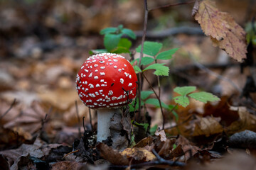 Red and white autumn fly agarics.