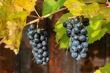 Autumn grapes with ripe berries.