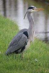 Vertical closeup of a gray heron standing on the green lush grass. Ardea cinerea.