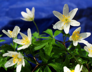 White snowdrops in the forest in early spring.