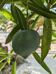 kalapadi mango 