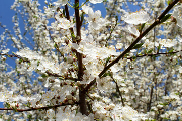 White blooming wild cherry in the forest in early spring. 