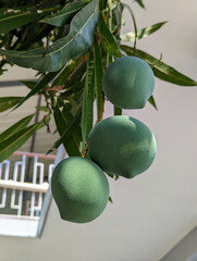 kalapadi mango