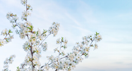 Cherry blossom tree against blue sky spring background. Blooming white tree against the blue sky.
