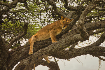 Löwing auf Baum im Ndutu Schutzgebiet. Safari. Wildbeobachtung, Tanzanina, Afrika  