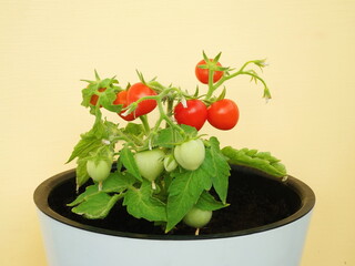  Undersized  dwarf shrub in a pot. Bush tomatoes cherry on the windowsill. Green and blooming home plants. Bonsai tomato, side view, copy space, closeup.