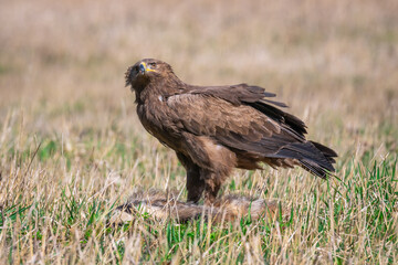 Naklejka na ściany i meble Lesser spotted eagle, Aquila Pomarina, in spring on the ground eat dead Badger.