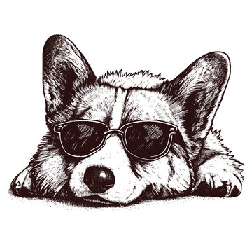 laying corgi dog wearing sunglasses illustration 