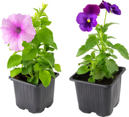 Pansies viola tricolor and Petunia flowers in plastic pots, isolated.
