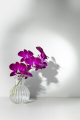 Vertical scenic violet orchid flowers in transparent vase in sun rays with window shadow of petals...
