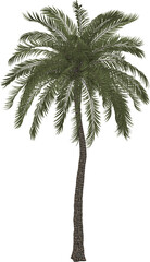 Fototapeta na wymiar Palm tree. 3D rendering illustration. 