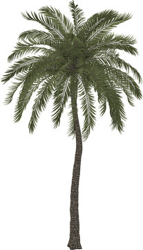 Palm tree. 3D rendering illustration. 