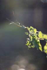 Nature scene featuring lush green foliage of leaves blowing gently in the wind