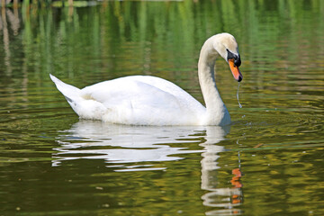 Swan reflected on the Tiverton Canal	