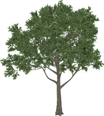 Apple tree. 3D rendering illustration.