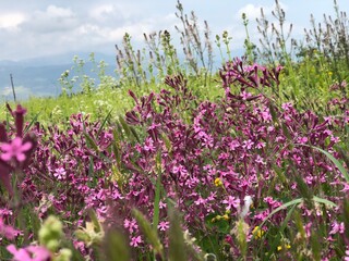 field of flowers