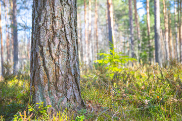 Obraz premium close up of pine tree trunk in forest during sunny day