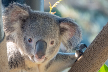 Obraz premium Koala Closeup Portrait series