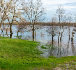Water floods the trees on the bank of a wide river. River floodplain on a spring sunny day