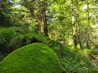 Obraz premium mossy stones in forest. bright green moss, grown on rough stones in forest. texture of moss in nature
