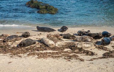 Fototapeta na wymiar Pacific harbor seals, La Jolla Cove, San Diego, California, USA