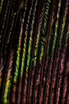 Multicolored lines background