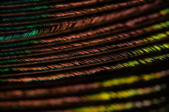 Multicolored lines background