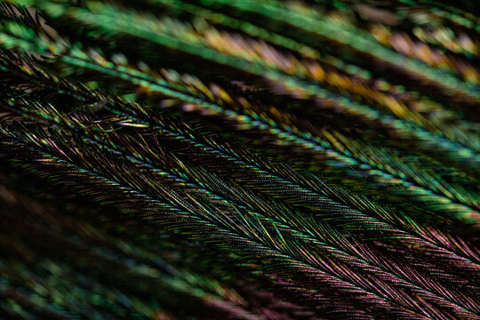 Multicolored lines background