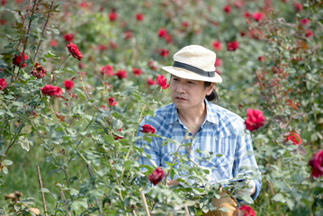 Asian male farmer Working in the red rose field, taking note of the rose growth data. to prepare for sale in the market. and agriculture concept.