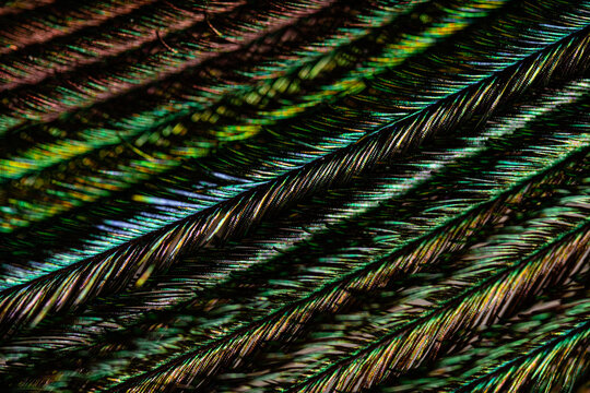 Multicolored lines background