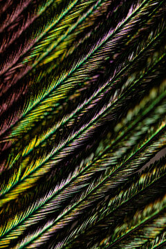 Multicolored lines background
