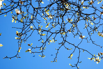 Burrard Station trees bloom in spring near skyscrapers and skytrain station magnolia cherry blossom sakura white and rose flowers engulf downtown view real life in big city Canada Vancouver 2023