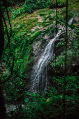 Fototapeta na wymiar Close up of a small waterfall in Costa Rica rain forest