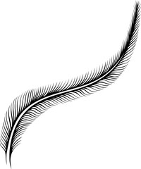 Simple long bird feather. Coniferous tree branch. Vector illustration in line art hand drawn style isolated on white. Sketch for tattoo, coloring book page, invitations, logo, label