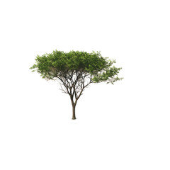 Acacia tree. 3D rendering illustration.