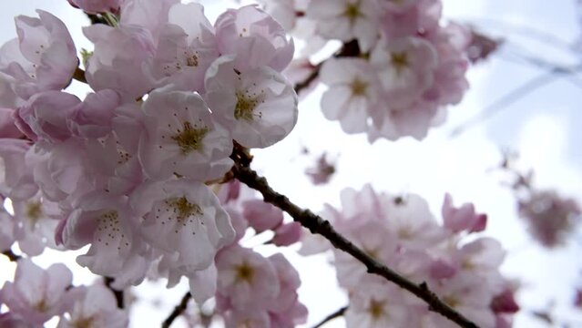Toronto, Ontario, Canada May Cherry blossoms in the spring at university of Toronto campus. High quality 4k footage