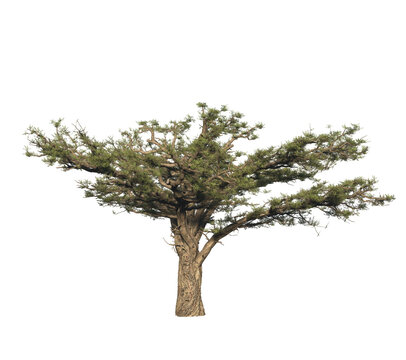 Acacia tree. 3D rendering illustration.