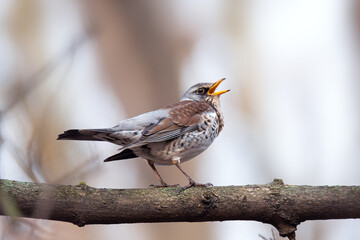 Song Thrush pertched on a branch